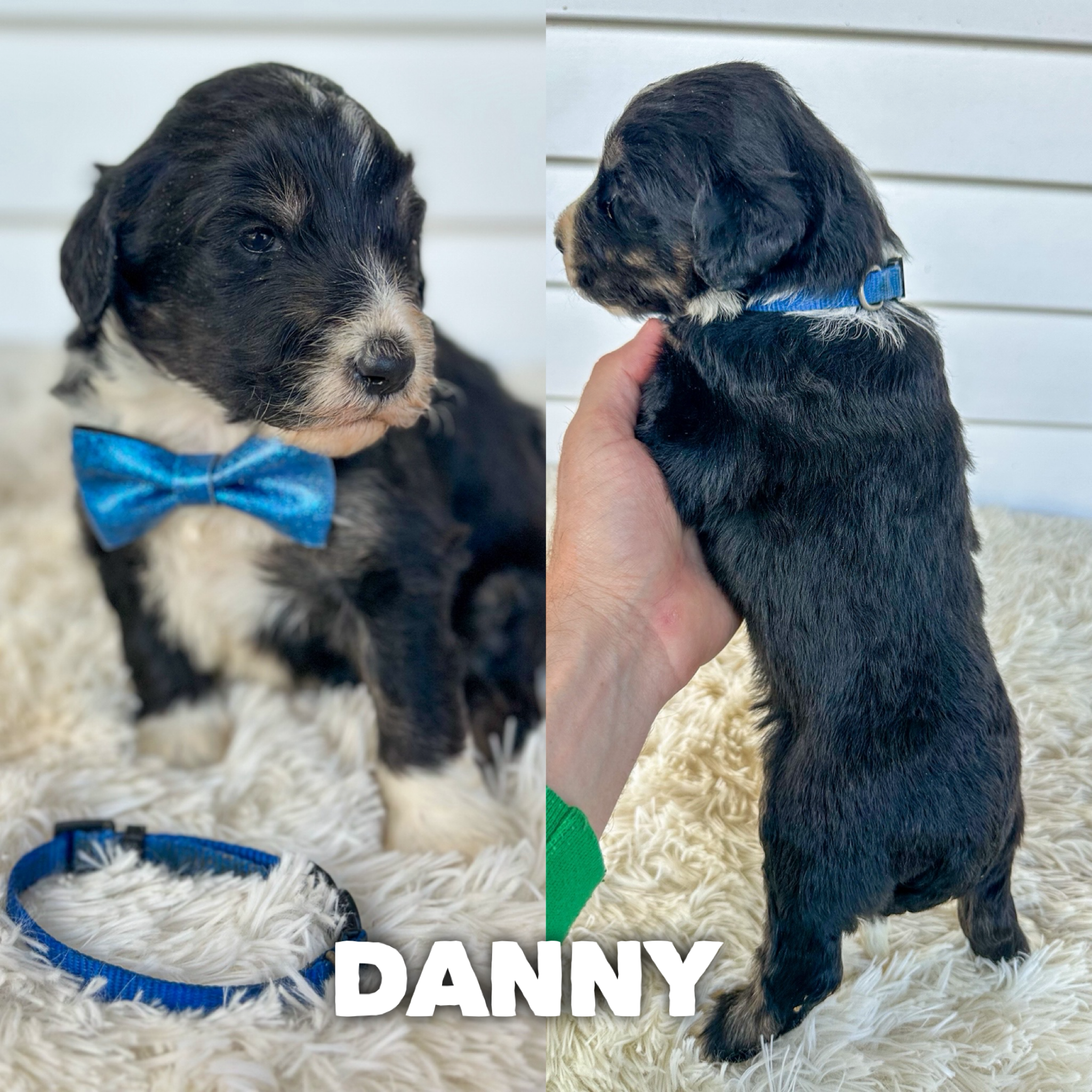 Danny 1